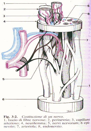 Nerve trunk pain